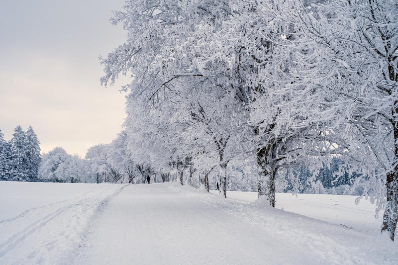 Snowy Forest Image